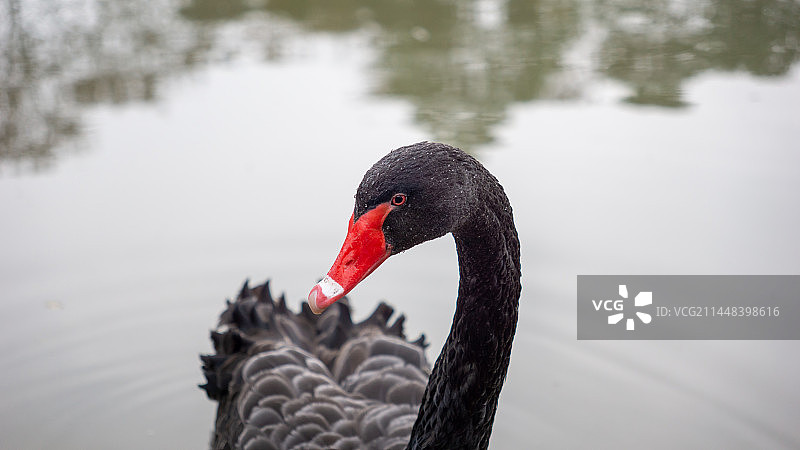 红喙黑毛天鹅图片素材