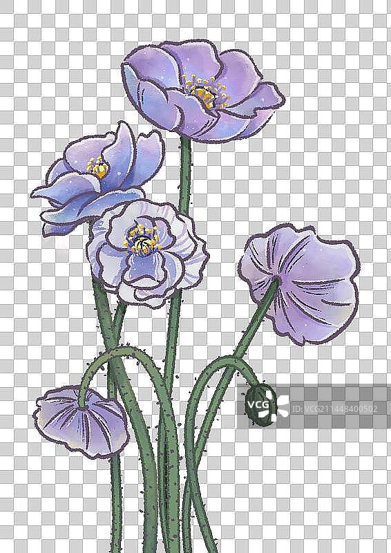 手绘烟灰色虞美人手绘插画图片素材