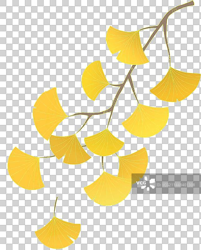 银杏叶图片素材