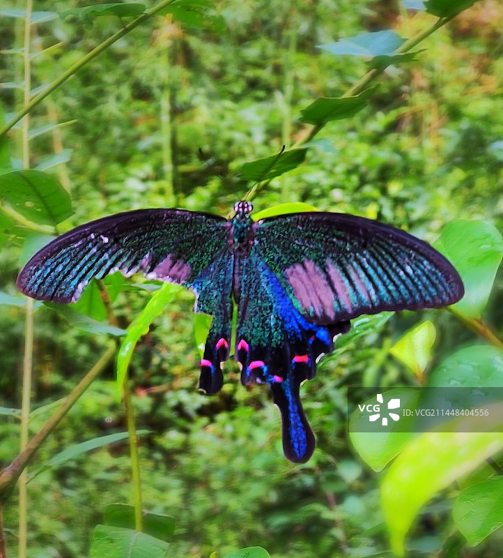 残缺的美--碧凤蝶图片素材