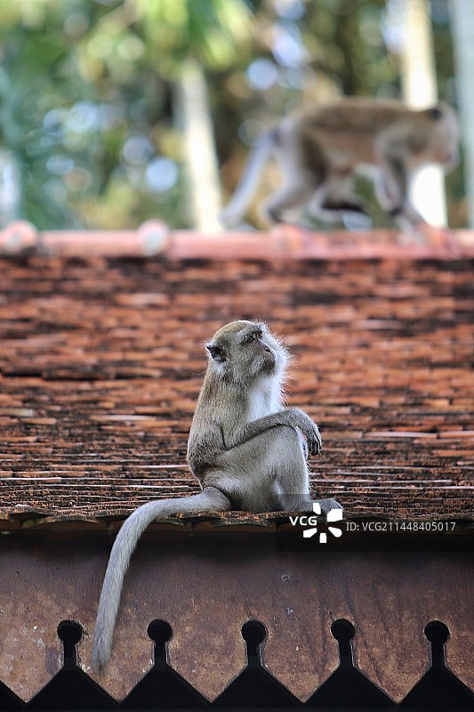 窗外屋顶上的长尾猴图片素材