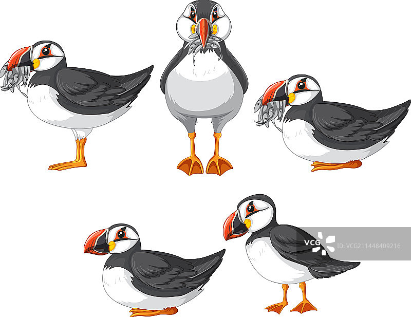 卡通海鹦鸟角色图片素材