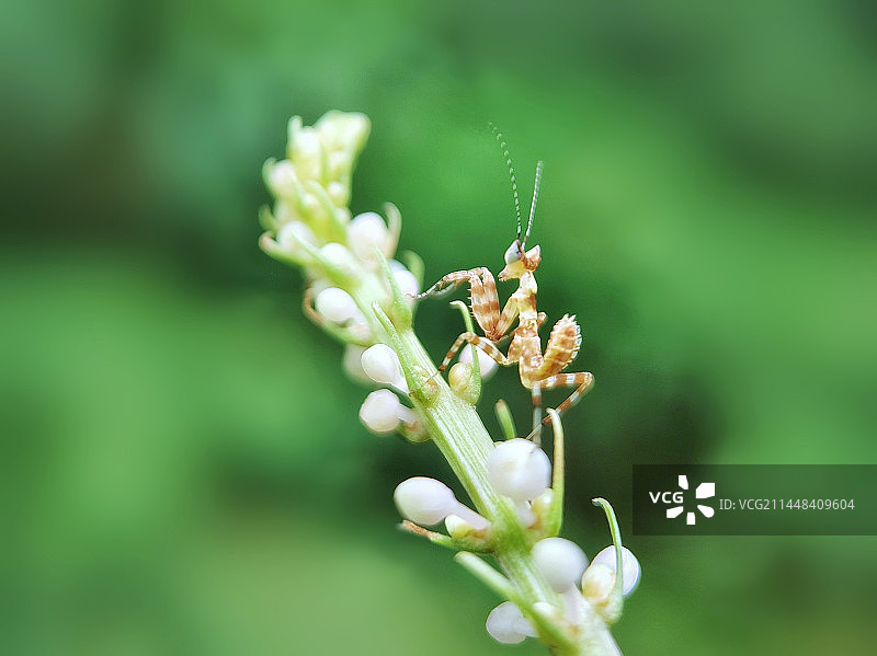 登高（小小眼斑螳螂）图片素材