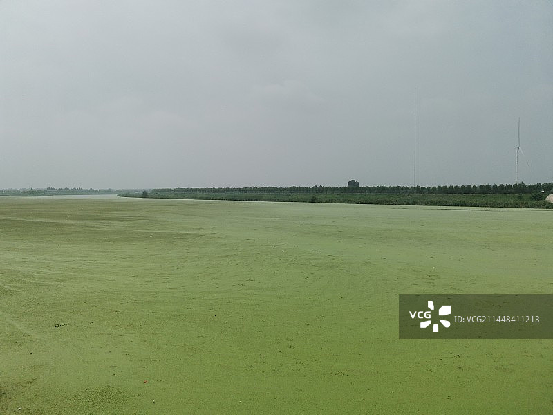 夏日浮萍图片素材