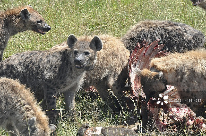 非洲草原鬣狗抢食图片素材