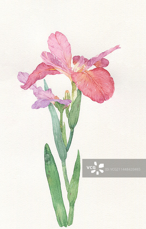 水彩花卉鸢尾图片素材