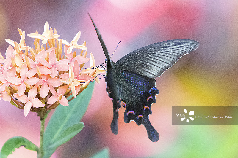 龙船花与碧凤蝶图片素材