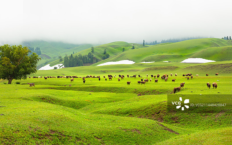 新疆伊犁那拉提的下雨天，雨中的的草原树木和马图片素材