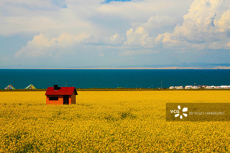 青海湖油菜花图片素材