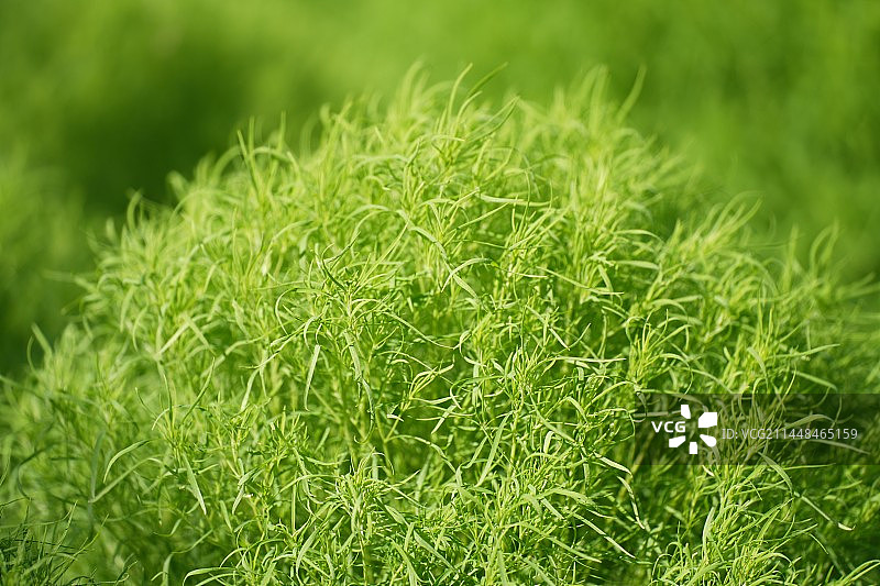 地肤草特写图片素材