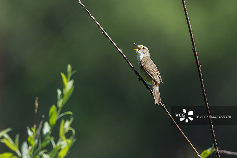 黑眉荱莺图片素材