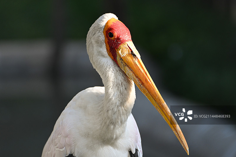 非洲秃鹤特写图片素材