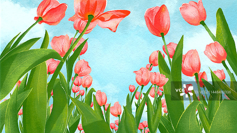 春天蓝天下盛开郁金香花丛仰视图片素材