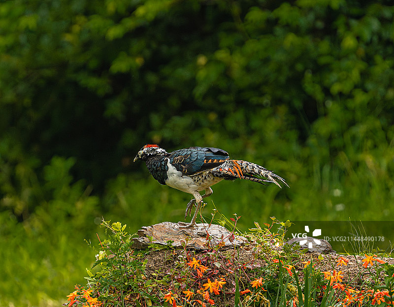 诗中仙子 回眸一笑图片素材