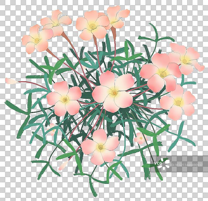 粉色幸运草酢浆草花朵图片素材