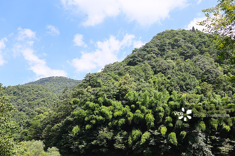 庐山云雾茶图片素材