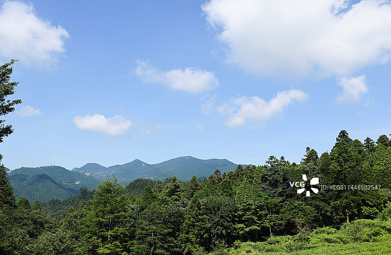 庐山云雾茶图片素材