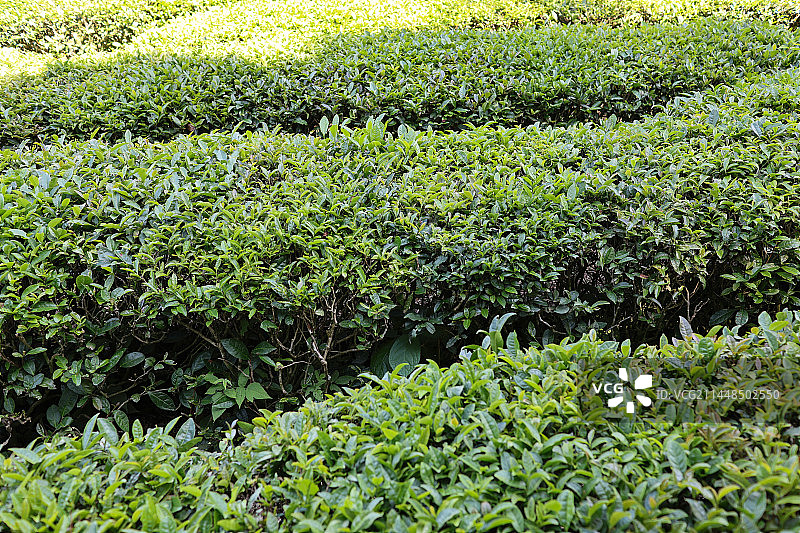 庐山云雾茶图片素材