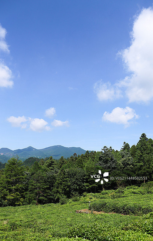 庐山云雾茶图片素材