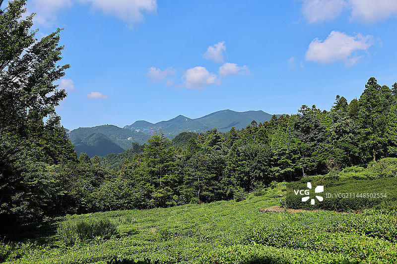 庐山云雾茶图片素材