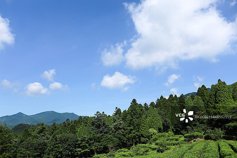 庐山云雾茶图片素材