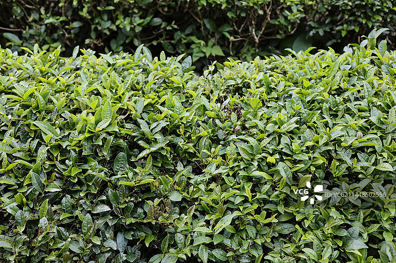 庐山云雾茶图片素材