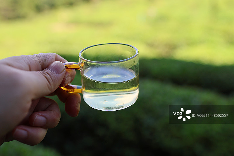 庐山云雾茶图片素材