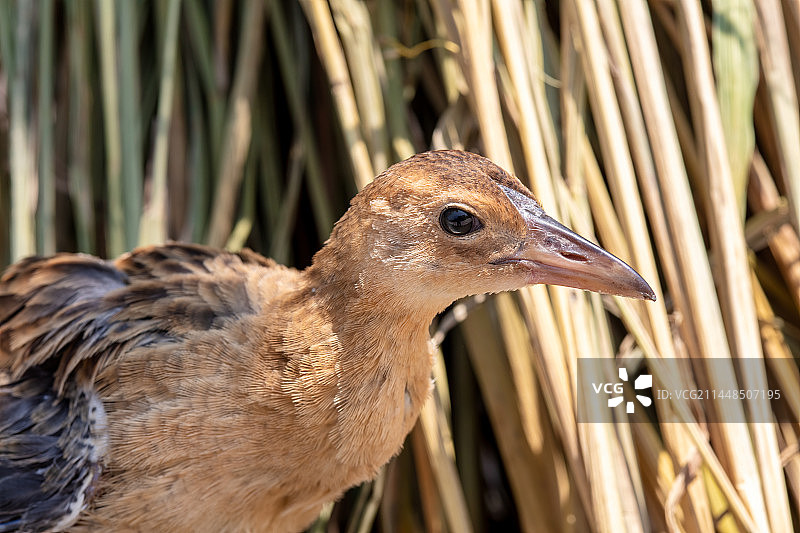 重庆乡村秧鸡图片素材
