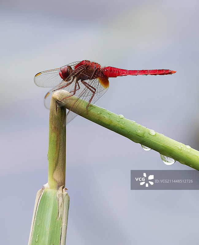 雨后红蜻蜓图片素材