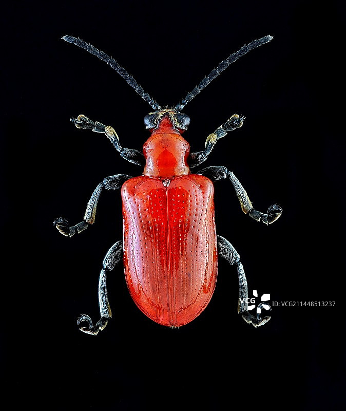 百合负泥虫（叶甲）图片素材