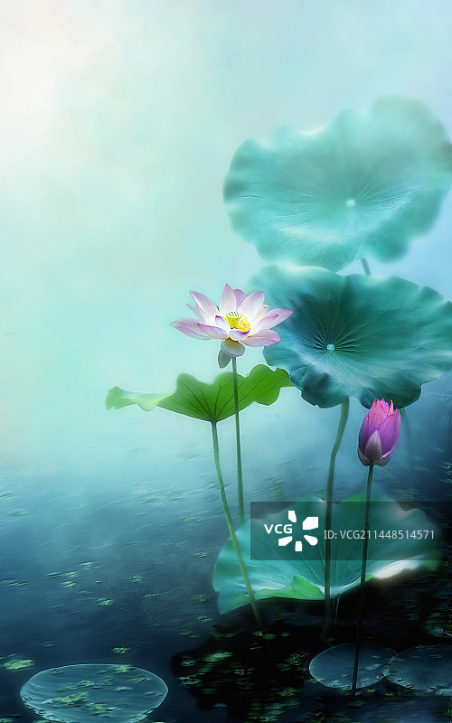 大暑荷花图片素材