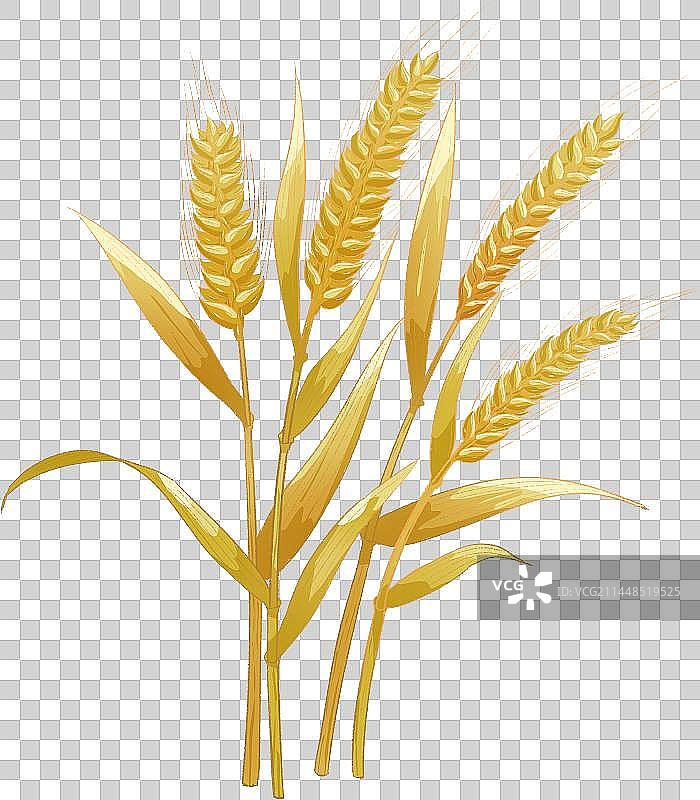 金黄的麦穗图片素材