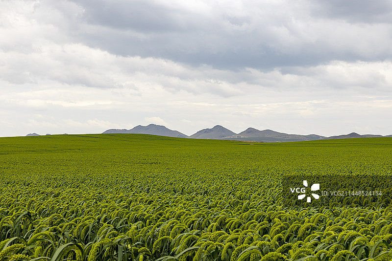 田野里快成熟的小米图片素材