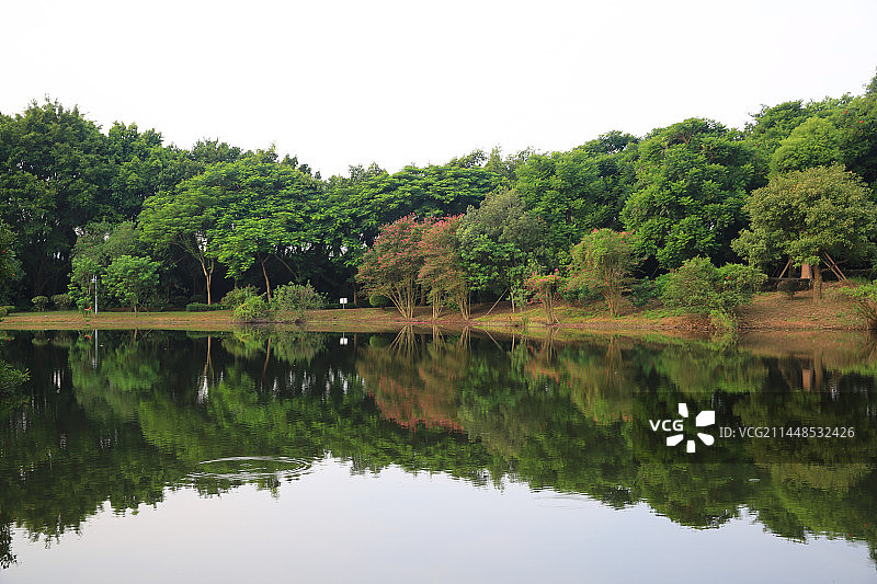 绿树、平湖和倒影图片素材