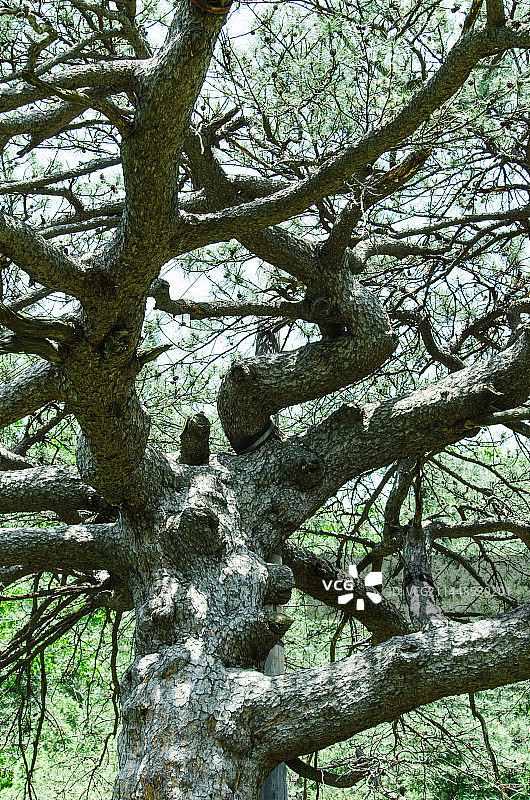 中国非都市风光拍摄主题，山东泰安玉泉寺泰山风景区，古老一亩松松树树干纹理，户外白昼无人图像摄影图片素材