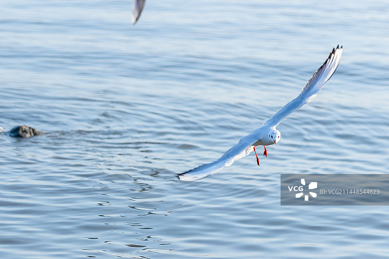 海鸥特写镜头图片素材