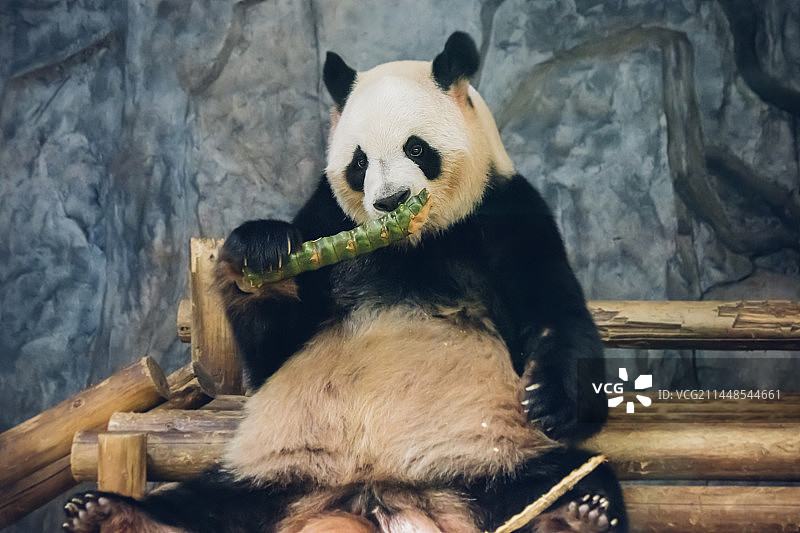 大熊猫吃竹子图片素材