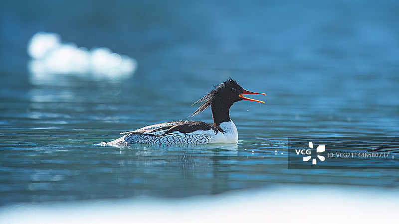 中华秋沙鸭图片素材
