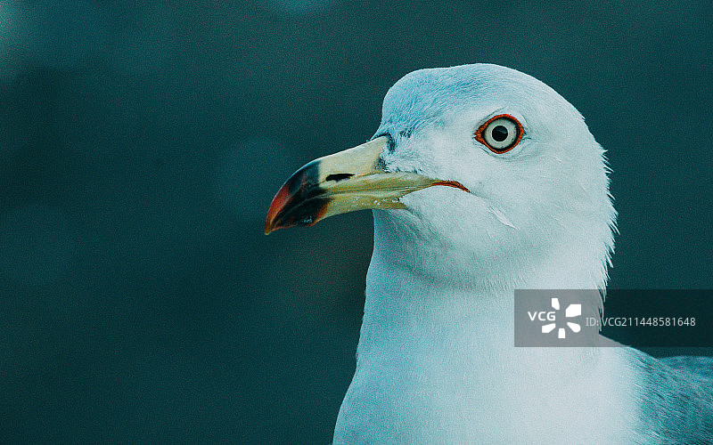 大连星海广场的海鸥图片素材