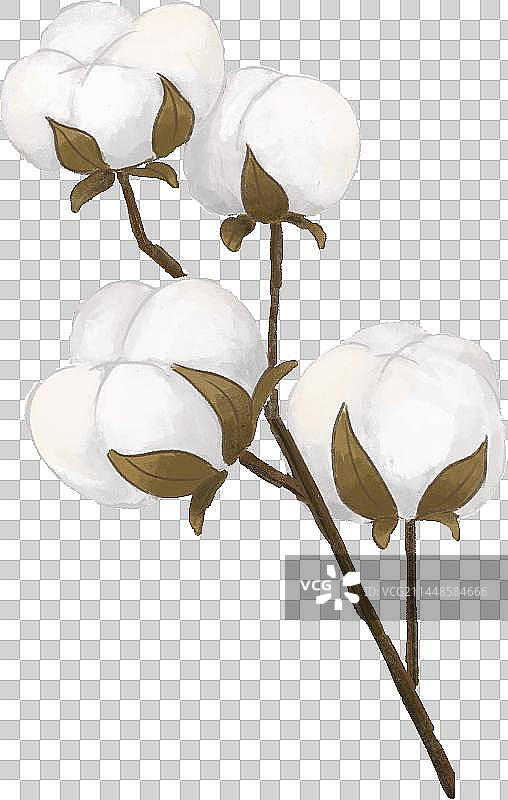 棉花图片素材