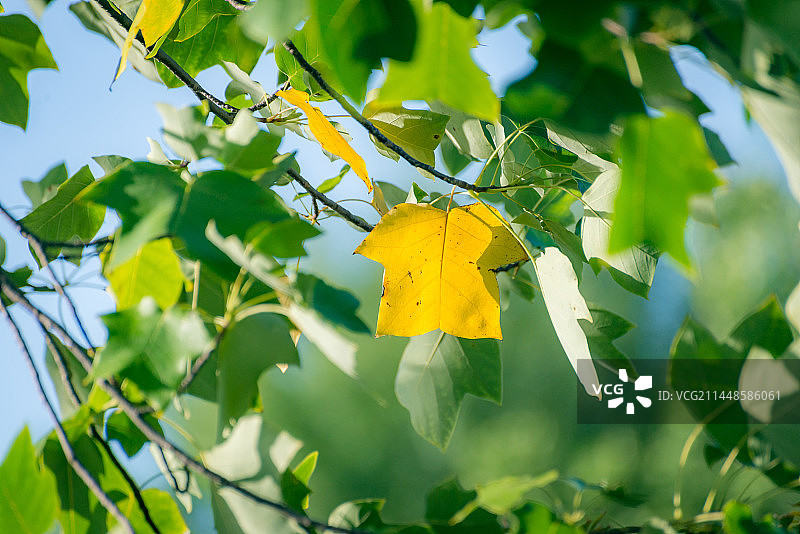 立秋后，马褂木（鹅掌楸）叶子开始变黄图片素材