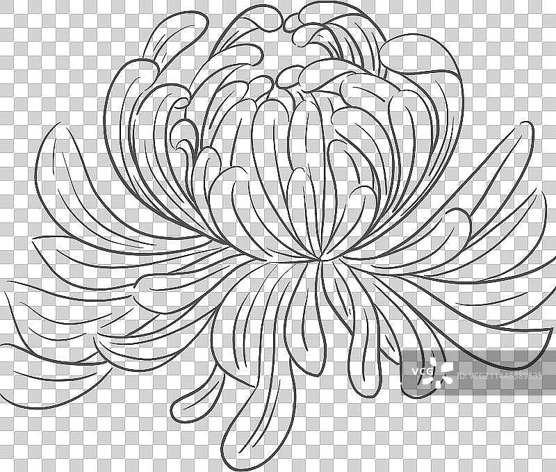 国潮风菊花素材线稿素材图片素材