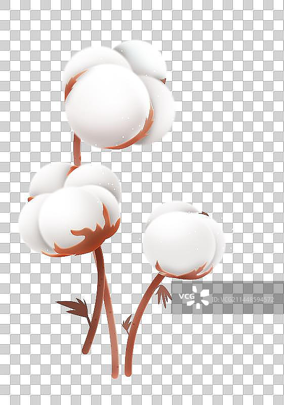 棉花插画图片素材