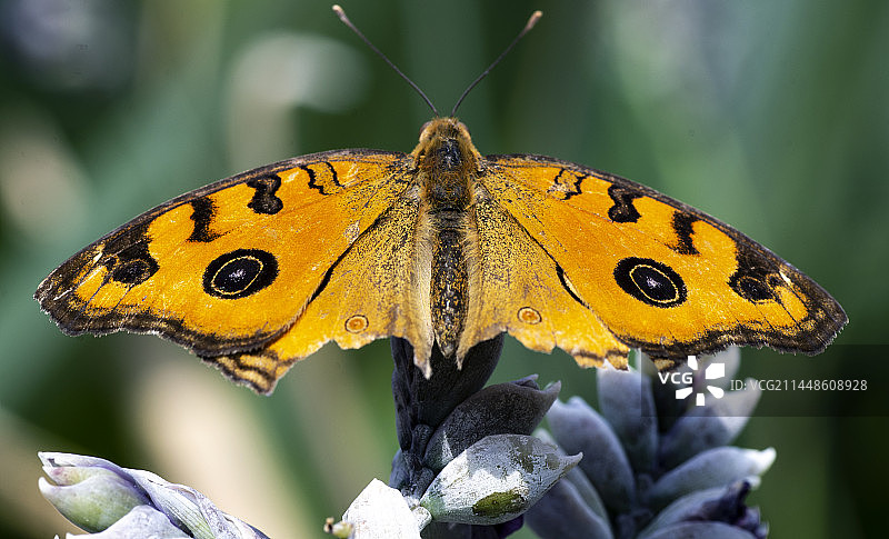 绿色背景前双眼黄碟展开双臂图片素材