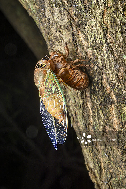 黑蚱蝉蜕壳图片素材