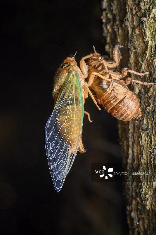 黑蚱蝉蜕壳图片素材