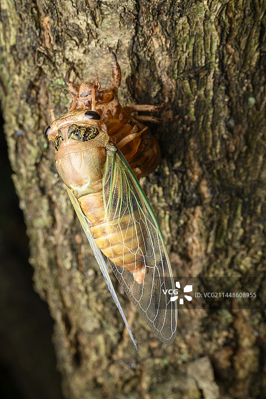 黑蚱蝉蜕壳图片素材