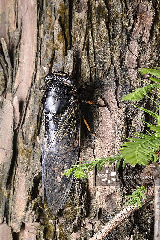 蚱蝉，知了图片素材