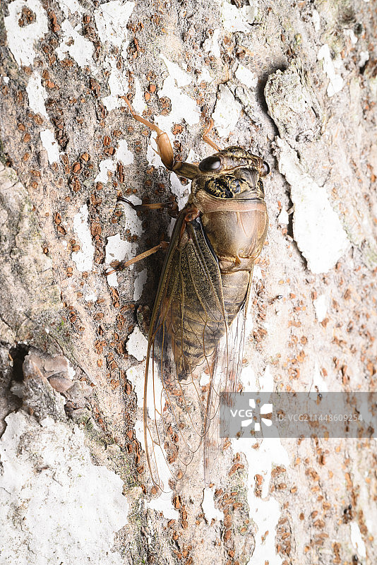 蚱蝉，知了图片素材