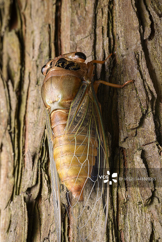 蚱蝉，知了图片素材